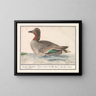 Canard siffleur - Anselmus Botius de Boodt — framed artwork on a wall