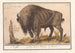 European Bison Bison bonasus Buffalo Bos Bison Veterum Bison - Anselmus Botius de Boodt — artwork view