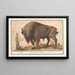 European Bison Bison bonasus Buffalo Bos Bison Veterum Bison - Anselmus Botius de Boodt — framed artwork on a wall