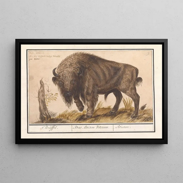 European Bison Bison bonasus Buffalo Bos Bison Veterum Bison - Anselmus Botius de Boodt — framed artwork on a wall