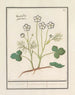 White Buttercup Painting Ranunculus aconitifolius Veldt Ranunculus Ranunculus palustris Bruijere's Buttercup - Anselmus Botius de Boodt — artwork view