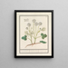 White Buttercup Painting Ranunculus aconitifolius Veldt Ranunculus Ranunculus palustris Bruijere's Buttercup - Anselmus Botius de Boodt — framed artwork on a wall