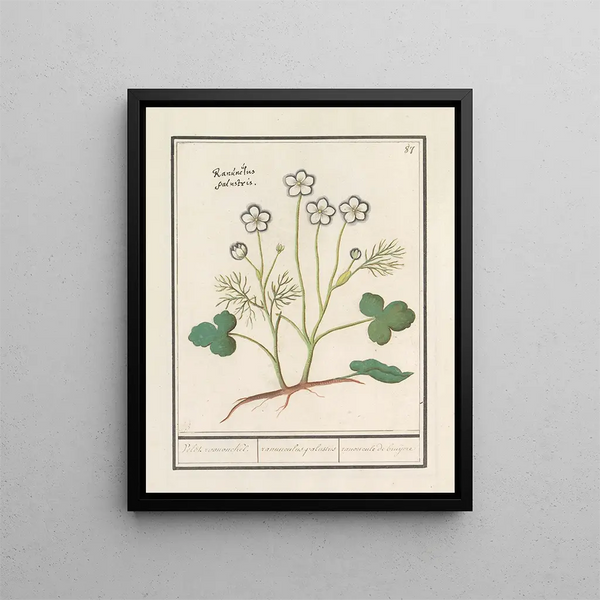 White Buttercup Painting Ranunculus aconitifolius Veldt Ranunculus Ranunculus palustris Bruijere's Buttercup - Anselmus Botius de Boodt — framed artwork on a wall