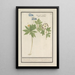 White and blue wood anemone painting Anemone nemorosa three kinds of woodland bells Ranunculi nemorosi tria genera - Anselmus Botius de Boodt