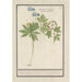 White and blue wood anemone painting Anemone nemorosa three kinds of woodland bells Ranunculi nemorosi tria genera - Anselmus Botius de Boodt