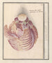 Witte kool Brassica oleracea Witte Cauwel Brassica alba sessilis glomerata aut Capitata Choux Blanc - Anselmus Botius de Boodt — artwork view