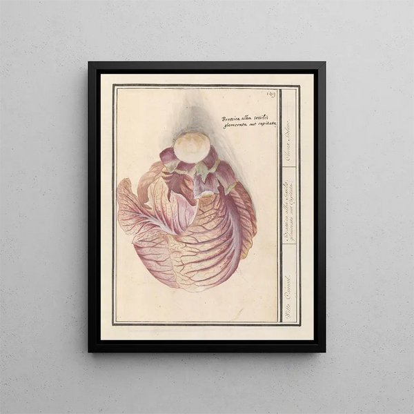 Witte kool Brassica oleracea Witte Cauwel Brassica alba sessilis glomerata aut Capitata Choux Blanc - Anselmus Botius de Boodt — framed artwork on a wall