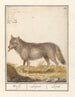 Wolf Canis lupus Wolf Lupus Wolf - Anselmus Botius de Boodt — artwork view
