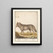 Wolf Canis lupus Wolf Lupus Wolf - Anselmus Botius de Boodt — framed artwork on a wall