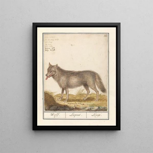 Wolf Canis lupus Wolf Lupus Wolf - Anselmus Botius de Boodt — framed artwork on a wall
