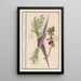 Carrot Daucus carota and red currant Ribes rubrum 1 carrots 2 currant plants - Anselmus Botius de Boodt