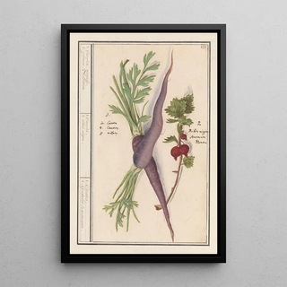 Anselmus Botius de Boodt - Wortel Daucus carota en rode bes Ribes rubrum 1 Caroten wortels 2 planen Aelbesien.webp