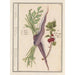 Carrot Daucus carota and red currant Ribes rubrum 1 carrots 2 currant plants - Anselmus Botius de Boodt