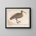Black-tailed Skimmer - Anselmus Botius de Boodt — framed artwork on a wall