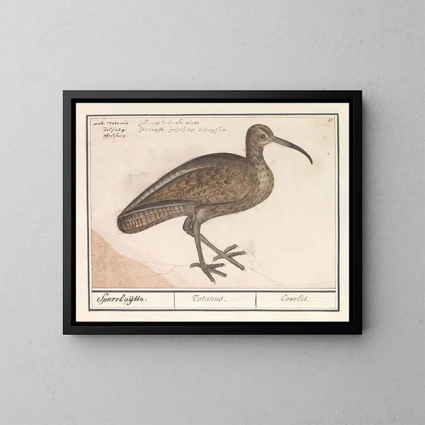 Black-tailed Skimmer - Anselmus Botius de Boodt — framed artwork on a wall