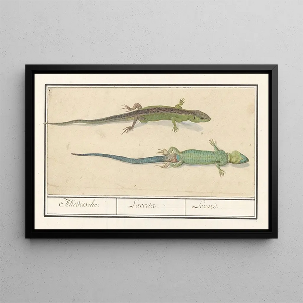 Sand Lizard Lacerta agilis Sand Lizard - Anselmus Botius de Boodt — framed artwork on a wall