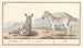 Zebra Equus quagga Striped zebra - Anselmus Botius de Boodt — artwork view