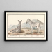 Zebra Equus quagga Striped zebra - Anselmus Botius de Boodt — framed artwork on a wall