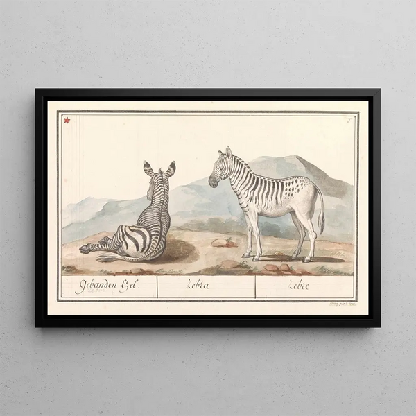 Zebra Equus quagga Striped zebra - Anselmus Botius de Boodt — framed artwork on a wall