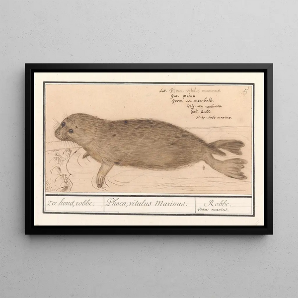 Zeehond Phocidae Phoque Phoca vitulus Marinus Phoque Veau Marin - Anselmus Botius de Boodt — framed artwork on a wall