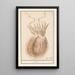 Reproduction of the painting Seiche Sepiida Saepia - Anselmus Botius de Boodt