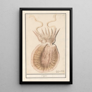 Anselmus Botius de Boodt - Zeekat Sepiida Saepia.webp