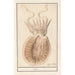 Reproduction of the painting Seiche Sepiida Saepia - Anselmus Botius de Boodt