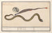 Marine shell painting of Syngnathus and water snake Natrix 1 2 Meer naelde 3 1 Coclea marina 2 Acus 3 Natrix torquata 1 2 3 - Anselmus Botius de Boodt — artwork view