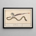 Marine shell painting of Syngnathus and water snake Natrix 1 2 Meer naelde 3 1 Coclea marina 2 Acus 3 Natrix torquata 1 2 3 - Anselmus Botius de Boodt — framed artwork on a wall