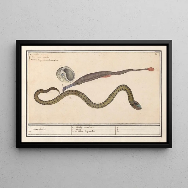 Marine shell painting of Syngnathus and water snake Natrix 1 2 Meer naelde 3 1 Coclea marina 2 Acus 3 Natrix torquata 1 2 3 - Anselmus Botius de Boodt — framed artwork on a wall