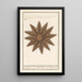 Starfish Asteroidea Starfish Stella Marina Starfish - Anselmus Botius de Boodt — framed artwork on a wall