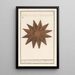Reproduction of the painting Starfish Asteroidea Starfish Stella Marina Starfish - Anselmus Botius de Boodt