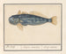 Sea wolf - Anselmus Botius de Boodt — artwork view