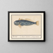 Sea wolf - Anselmus Botius de Boodt — framed artwork on a wall