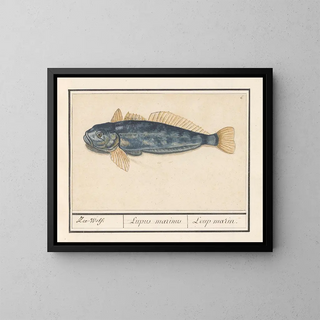 Sea wolf - Anselmus Botius de Boodt — framed artwork on a wall