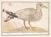 Silver Gull Larus argentatus - Anselmus Botius de Boodt — artwork view