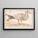 Silver Gull Larus argentatus - Anselmus Botius de Boodt — framed artwork on a wall