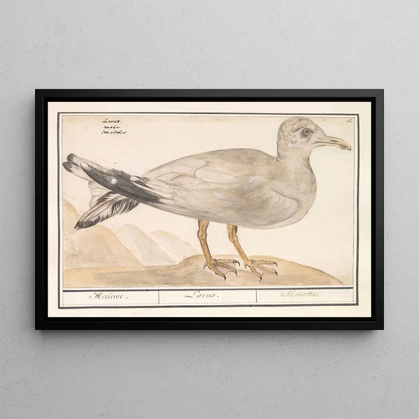 Silver Gull Larus argentatus - Anselmus Botius de Boodt — framed artwork on a wall