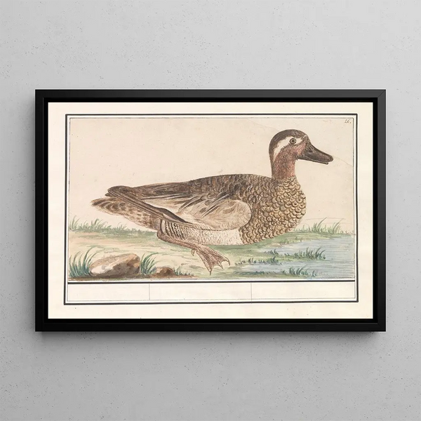 Summer teal painting Anas querquedula - Anselmus Botius de Boodt — framed artwork on a wall