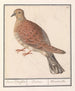 Zomertortel Tortue Streptopelia - Anselmus Botius de Boodt — artwork view