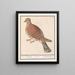 Zomertortel Tortue Streptopelia - Anselmus Botius de Boodt — framed artwork on a wall
