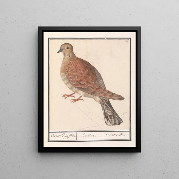 Zomertortel Tortue Streptopelia - Anselmus Botius de Boodt — framed artwork on a wall