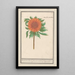 Sunflower Helianthus annuus Round sunflower Flos solis rotondus herb in the sun round flower - Anselmus Botius de Boodt