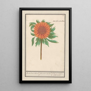 Anselmus Botius de Boodt - Zonnebloem Helianthus annuus Ronde Zonne Bloeme Flos solis rotondus herbe au soleil fleur ronde.webp