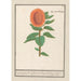 Sunflower Helianthus annuus Oblong sunflower Flos solis oblongus herb in the sun oval flower - Anselmus Botius de Boodt — artwork view