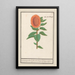 Sunflower Helianthus annuus Oblong sunflower Flos solis oblongus herb in the sun oval flower - Anselmus Botius de Boodt — framed artwork on a wall