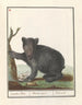 Black Beer Ursus Zwarten Beir Ursus niger Black bear - Anselmus Botius de Boodt — artwork view