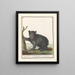 Black Beer Ursus Zwarten Beir Ursus niger Black bear - Anselmus Botius de Boodt — framed artwork on a wall