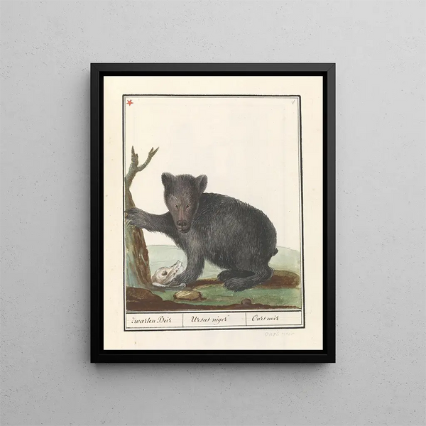Black Beer Ursus Zwarten Beir Ursus niger Black bear - Anselmus Botius de Boodt — framed artwork on a wall
