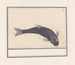 Carpe noire Cyprinus carpio carpio - Anselmus Botius de Boodt — artwork view